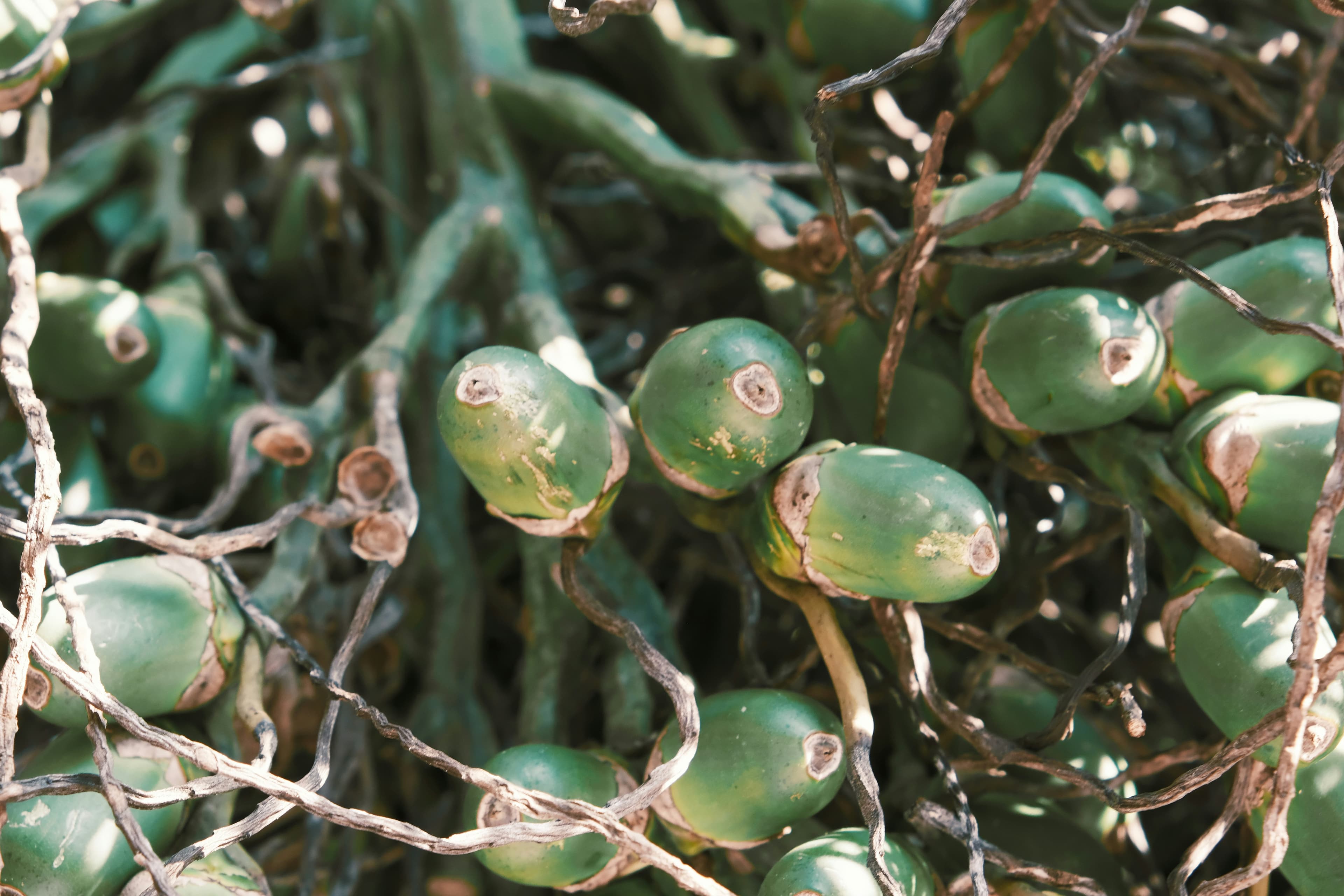 Areca / betel nut